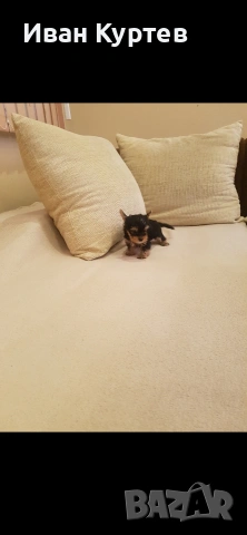 Йоркширски териер Мини , снимка 2 - Йоркширски териер - 53579810