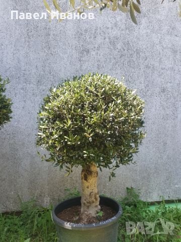 Маслиново дърво за перфектният декор на вашата градина!!!, снимка 5 - Градински цветя и растения - 46413847