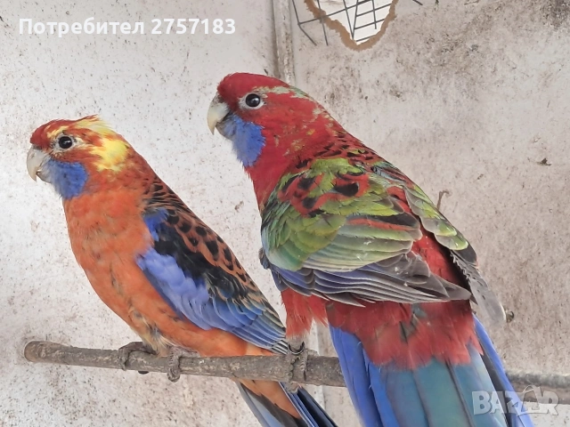 продавам папагали пенантова розела, снимка 5 - Папагали - 53993581