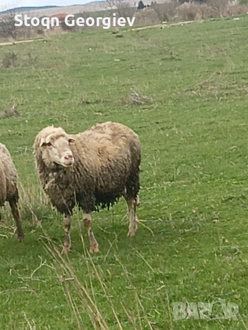 Коч чип, снимка 2 - Овце - 54155375
