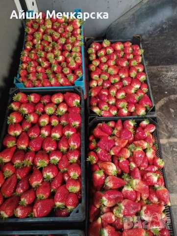 Продавам разсад ягоди сорт Алба., снимка 2 - Разсади - 51310162