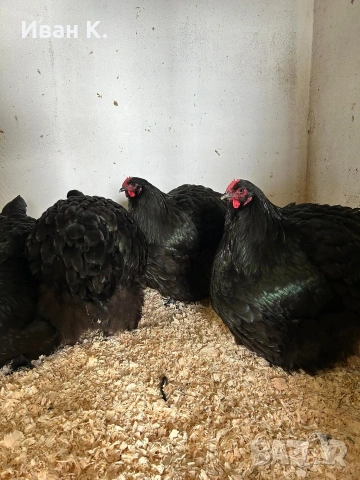 Продавам черен Орпингтон. , снимка 4 - Кокошки и пуйки - 53829349