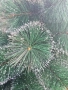 Коледна елха с шишарки и бели, заскрежени връхчета.  Малките размери са с пластмасова стойка, големи, снимка 8