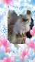 Персийски дългокосместа хималайски колорпойнт сини очи женско и мъжко малки котета разкошни любимци!, снимка 4