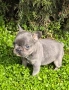 Френски булдог Блу Тан/French Bulldog Blue Tan , снимка 13