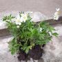 Бяло Анемоне , снимка 1 - Градински цветя и растения - 45333876