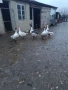 Продавам гъски , снимка 2
