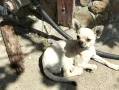 чихуахуа , снимка 2