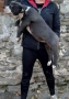 Американско були хл American bully XL, снимка 15