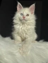 Мейн кун котенца / Мейн куун котенца / Maine coon kittens, снимка 1