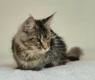 Мейн кун Мейн Куун коте Maine Coon , снимка 15