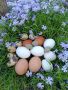 Домашни оплодени яйца, снимка 1 - За птици - 45445534