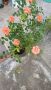 Ароматна РОЗА в САКСИЯ , снимка 1 - Градински цветя и растения - 45899432