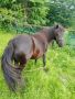 Продаваме черна кобила Шотландско пони 115см висока в холката , снимка 1 - Коне - 45998149
