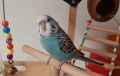 Социален мъжки вълнист папагал, изложбен., снимка 1