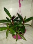 Традесканция рео, кротон,христов венец и други цветя/бамбук/цени в описанието , снимка 13