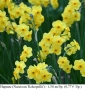 Нарцис (Narcissus 'Kokopellii') - луковици, снимка 1