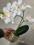 декоративни саксии цветя орхидеи , снимка 1