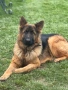 Чистокръвна немска овчарка, снимка 7