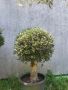 Маслиново дърво за перфектният декор на вашата градина!!!, снимка 5