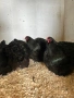 Продавам черен Орпингтон. , снимка 4