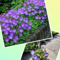 Градински студоустойчиви цветя и храсти, снимка 6 - Градински цветя и растения - 45373861
