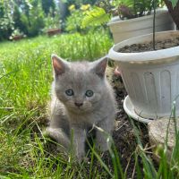 Британска късокосместа котка, снимка 13 - Британска късокосместа - 46111444