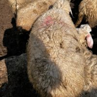 Продавам Дебели ялови овце, снимка 3 - Овце - 45901579