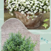 Градински студоустойчиви цветя и храсти, снимка 14 - Градински цветя и растения - 45373861
