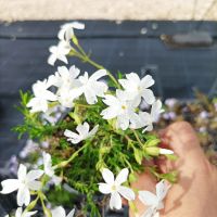 Флокс, почвопокривен, многогодишен, студоустойчив!!, снимка 14 - Градински цветя и растения - 44810591
