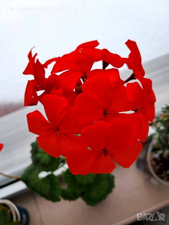 Мушкато, снимка 1