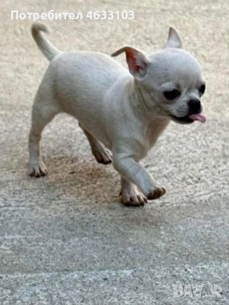Продавам чихуахуа. Ваксинирани и обезпаразитени, снимка 1