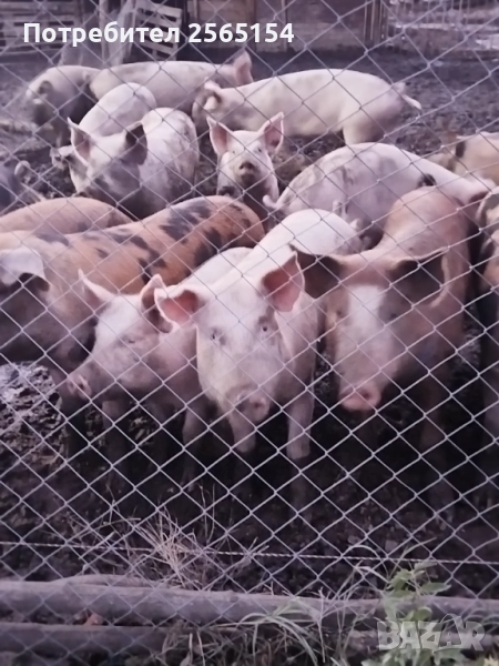 Прасета 120-130кг, снимка 1