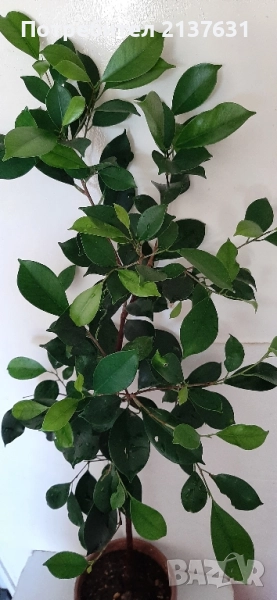 ЖЕН ШЕН - СТАЙНО ЦВЕТЕ , снимка 1