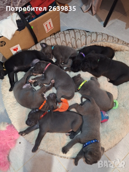 Кане корсо бебета , снимка 1