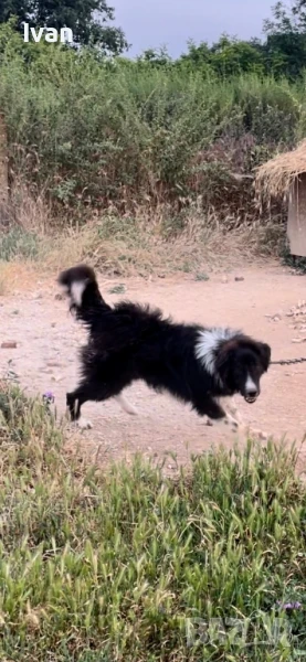 Мъжко каракачанско куче, снимка 1