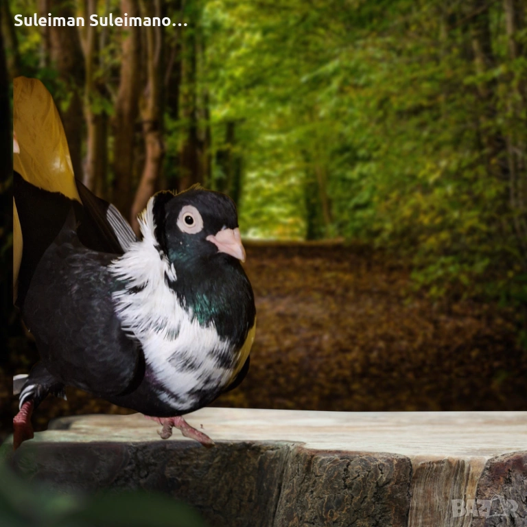 Свободен мъжки -шуменски гълъб, снимка 1