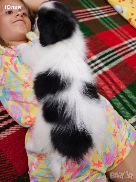 Японски хинчета, снимка 1