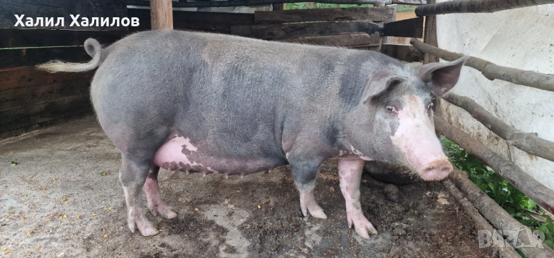 Женско прасе , снимка 1