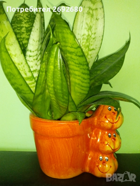 Сансевиера - 30см., антуриум червен 35см.+керамична кашпа, снимка 1