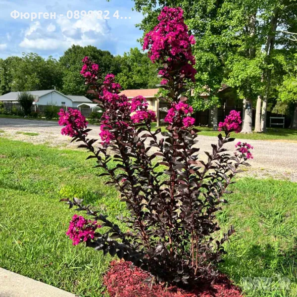 Индийски люляк - Lagerstroemia ind. Mystica Magenta пурпурен цъфтеж Цвят - Цикламе с червени листа !, снимка 1