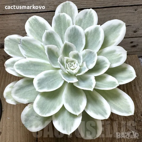 Echeveria ‘Lemon Lime’, снимка 1