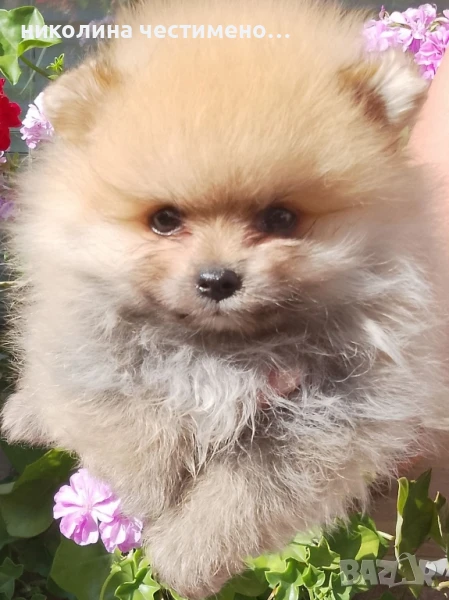 померан , снимка 1