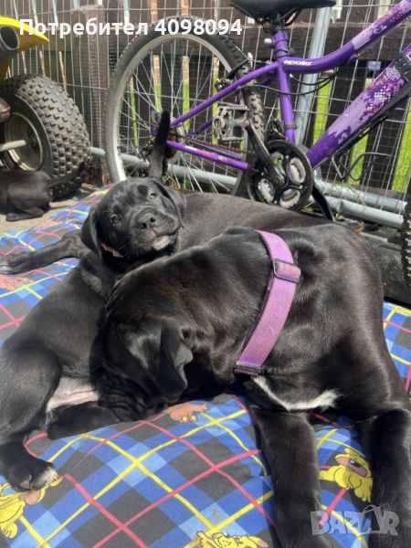 Beautiful cane corso puppies, снимка 1