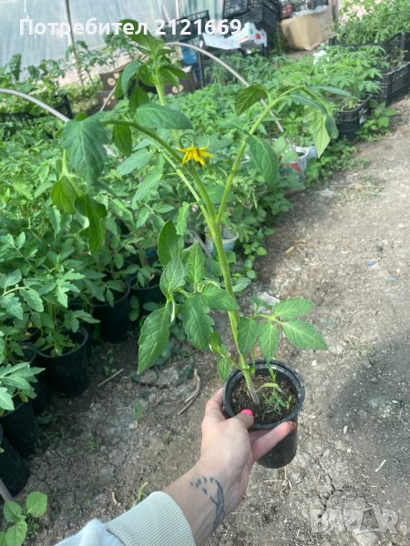 Продавам разсад домати,краставици и тиквички, снимка 1