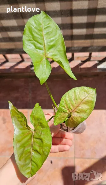 Syngonium podophyllum 'Macha', снимка 1