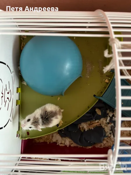 Мини хамстер Роборовски, снимка 1