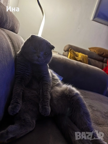 шотландец, снимка 3 - Британска късокосместа - 52631459