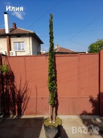 Кипарис с оформление тип листо, снимка 18 - Градински цветя и растения - 45248882