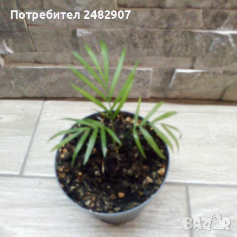 Палма "Хамедорея" , снимка 3 - Стайни растения - 51303544